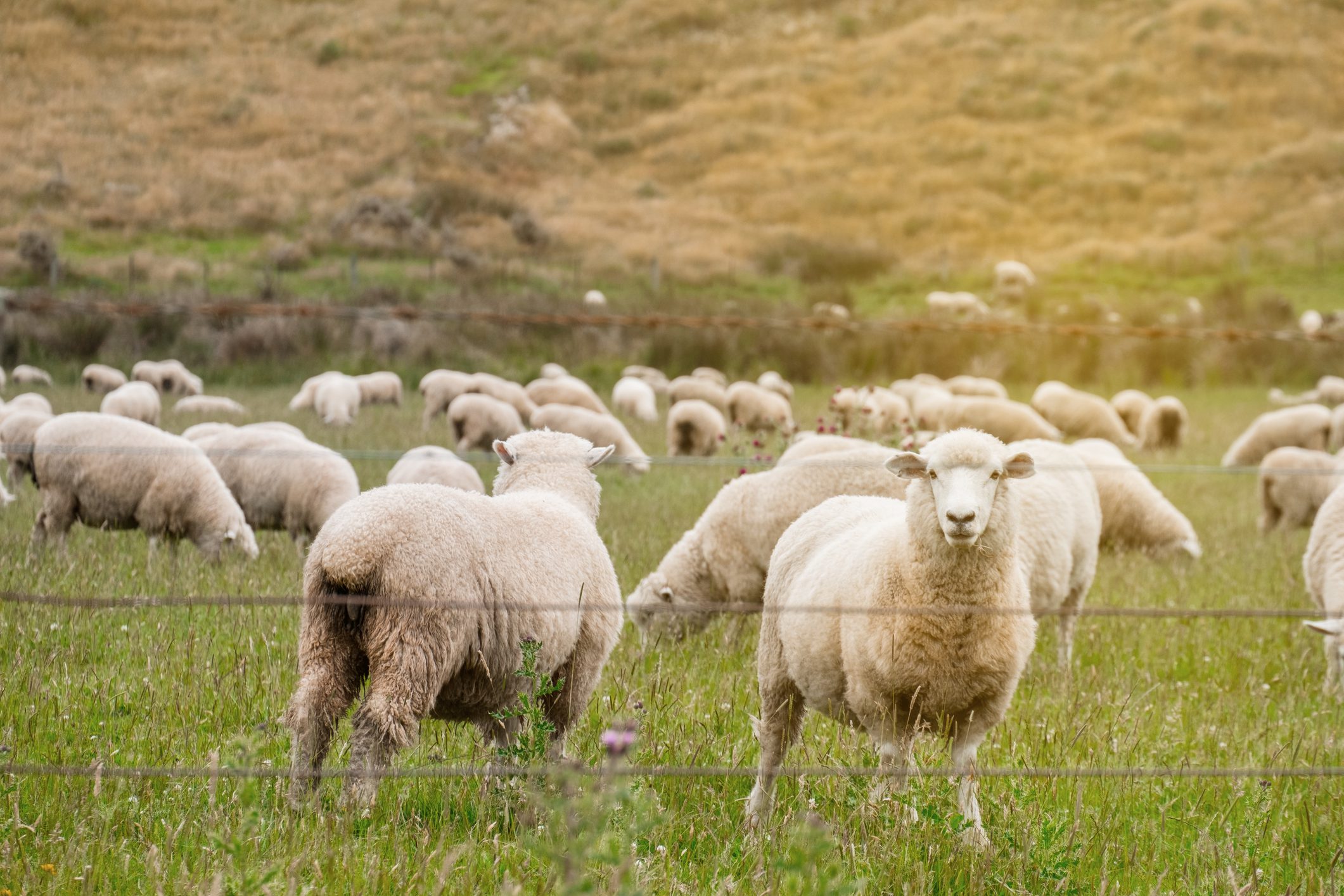 Sheep grazing in a meadow