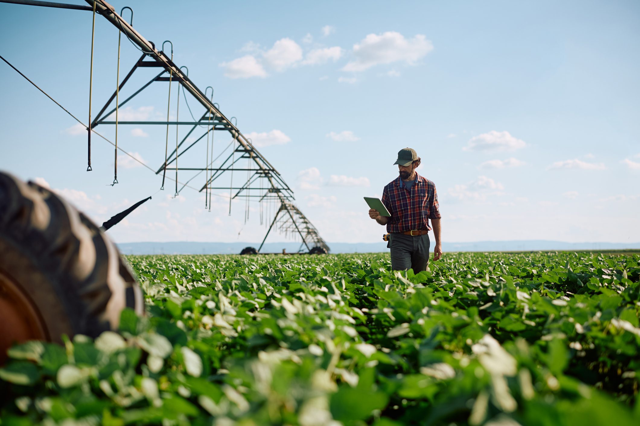 Agricultural worker in green crop field