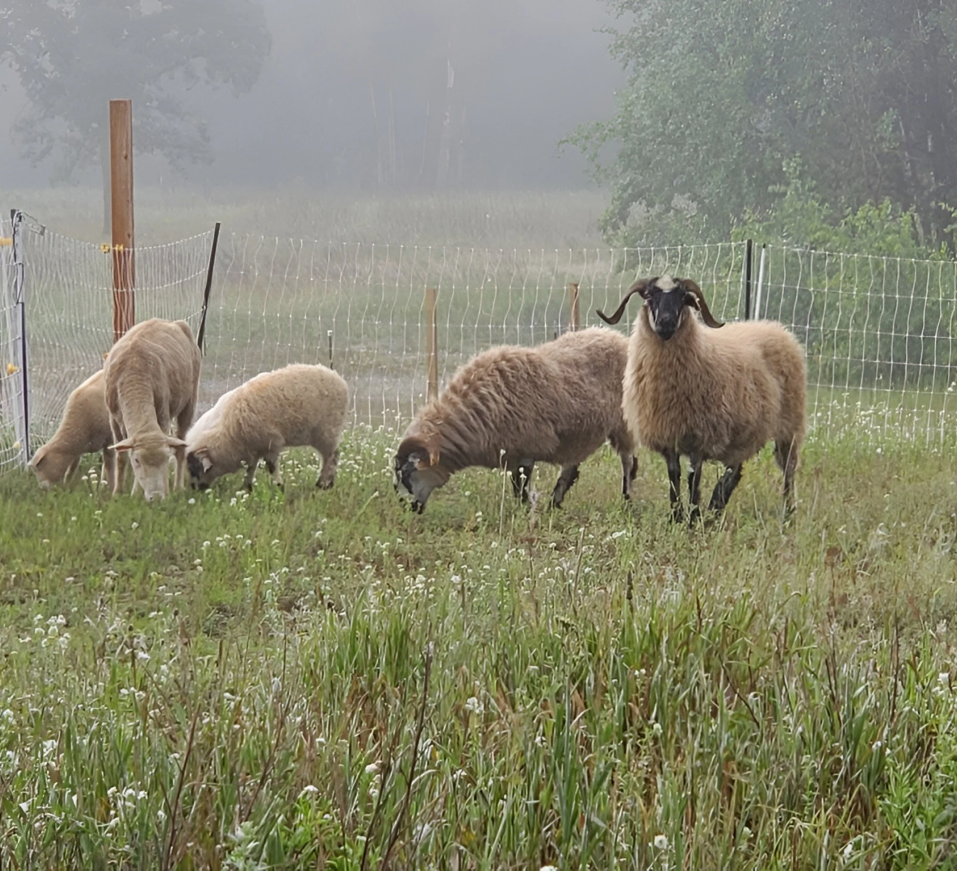 Misty morning with sheep in pasture
