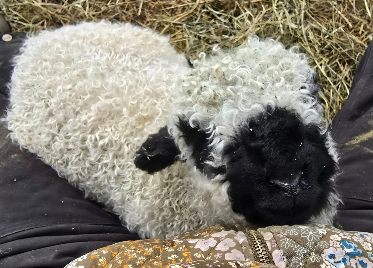 Lamb nestled on lap with patterned shirt